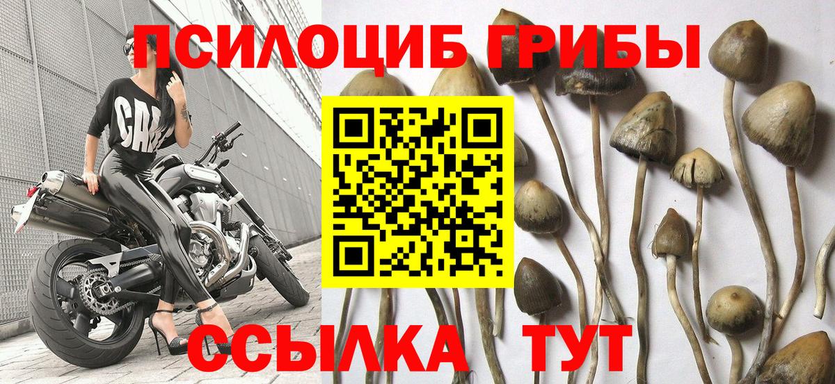 Галлюциногенные грибы Cubensis Евпатория